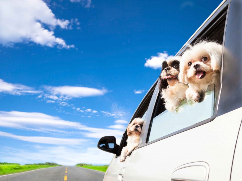 Critter Car Portland Metro’s pet taxi and airport shuttle service